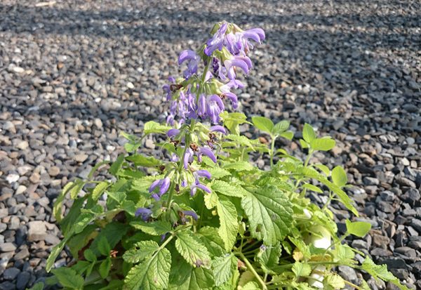 丹參 Salvia miltiorrhiza：圖片 2